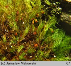 Bartramia halleriana (szmotłoch norweski)