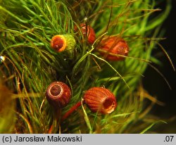 Bartramia halleriana (szmotłoch norweski)