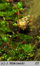 Bartramia pomiformis (szmotłoch jabłkowaty)