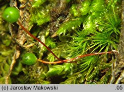 Bartramia pomiformis (szmotłoch jabłkowaty)