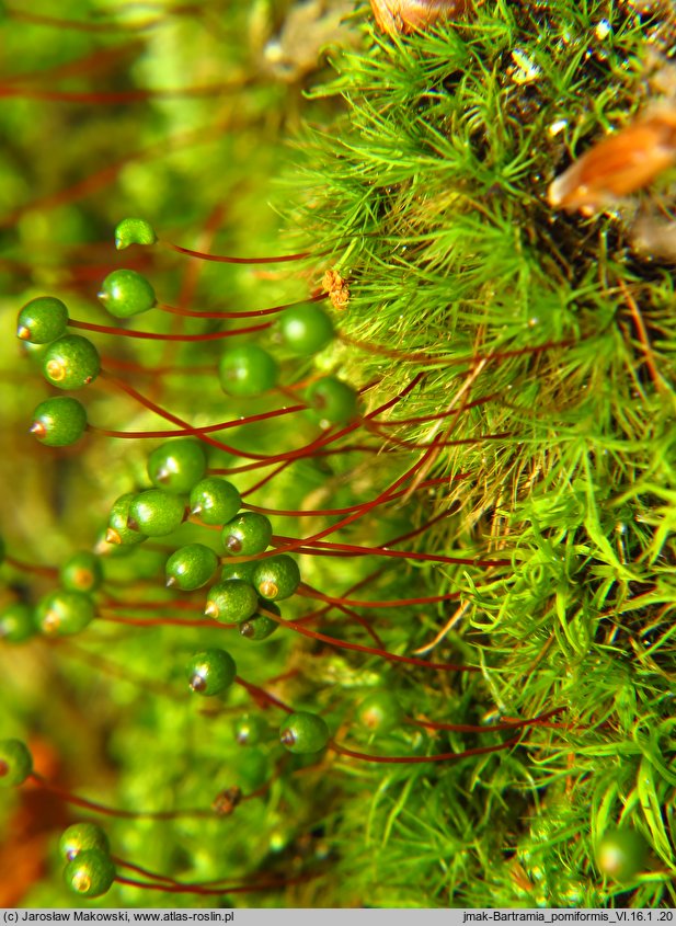 Bartramia pomiformis (szmotłoch jabłkowaty)