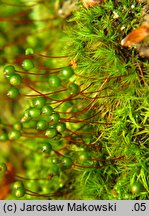 Bartramia pomiformis (szmotłoch jabłkowaty)