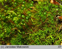 Bartramia pomiformis (szmotłoch jabłkowaty)