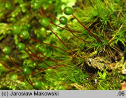 Bartramia pomiformis (szmotłoch jabłkowaty)