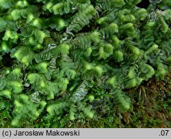 Bazzania trilobata (biczyca trójwrębna)