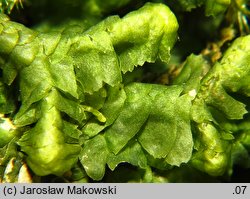Bazzania trilobata (biczyca trójwrębna)