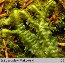 Bazzania trilobata (biczyca trójwrębna)