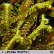 Bazzania trilobata (biczyca trójwrębna)