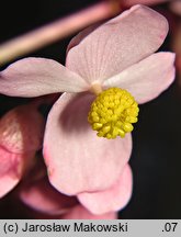 Begonia grandis