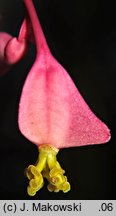 Begonia grandis