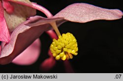 Begonia grandis