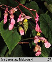 Begonia grandis