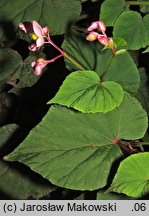 Begonia grandis