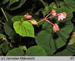 Begonia grandis