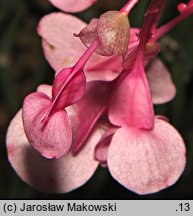 Begonia grandis