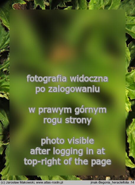 Begonia heracleifolia (begonia barszczolistna)