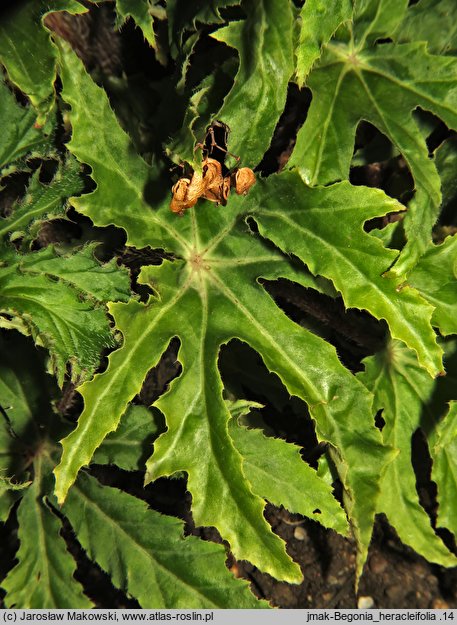 Begonia heracleifolia (begonia barszczolistna)