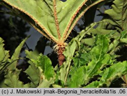 Begonia heracleifolia (begonia barszczolistna)