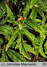 Begonia heracleifolia (begonia barszczolistna)