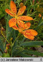 Belamcanda chinensis (belamkanda chińska)