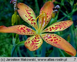 Belamcanda chinensis (belamkanda chińska)