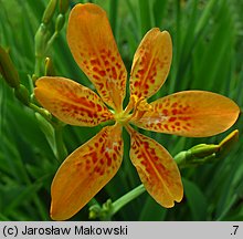 Belamcanda chinensis (belamkanda chińska)