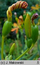 Belamcanda chinensis (belamkanda chińska)