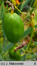 Belamcanda chinensis (belamkanda chińska)