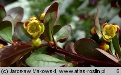 Berberis thunbergii (berberys Thunberga)