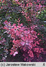 Berberis thunbergii (berberys Thunberga)