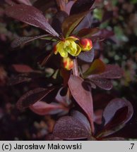 Berberis thunbergii (berberys Thunberga)