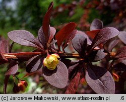 Berberis thunbergii (berberys Thunberga)