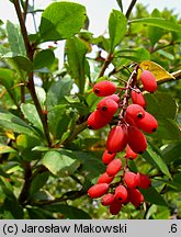 Berberis vulgaris (berberys zwyczajny)