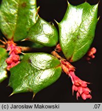 Berberis darwinii (berberys Darwina)