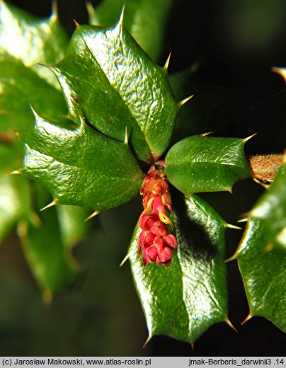 Berberis darwinii (berberys Darwina)