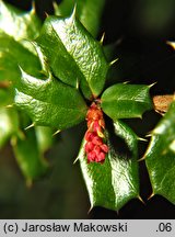 Berberis darwinii (berberys Darwina)