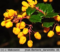 Berberis darwinii (berberys Darwina)