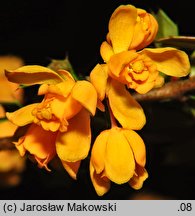 Berberis darwinii (berberys Darwina)