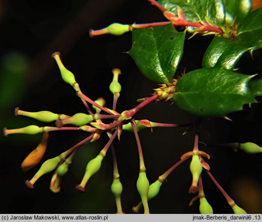 Berberis darwinii (berberys Darwina)