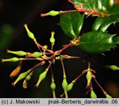 Berberis darwinii (berberys Darwina)