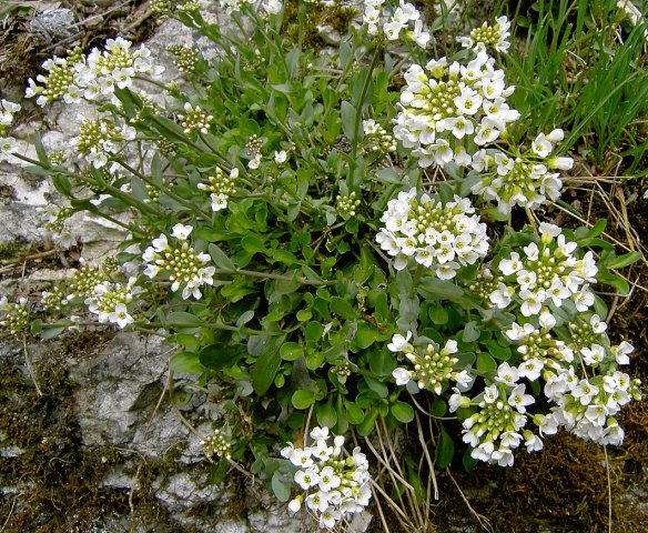 Thlaspi montanum