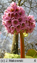 Bergenia cordifolia