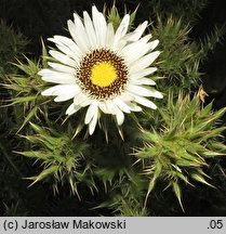 Berkheya cirsifolia (berkeja ostrożeniolistna)