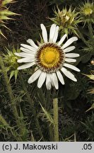 Berkheya cirsifolia (berkeja ostrożeniolistna)