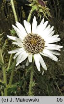 Berkheya cirsifolia (berkeja ostrożeniolistna)