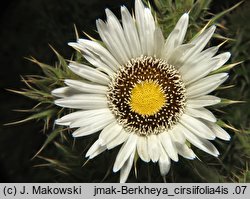 Berkheya cirsifolia (berkeja ostrożeniolistna)