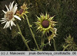 Berkheya cirsifolia (berkeja ostrożeniolistna)