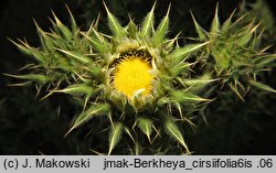 Berkheya cirsifolia (berkeja ostrożeniolistna)