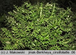 Berkheya cirsifolia (berkeja ostrożeniolistna)