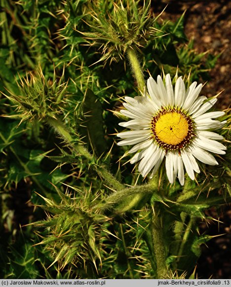 Berkheya cirsifolia (berkeja ostrożeniolistna)